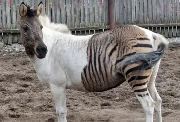Zorse é um cavalo