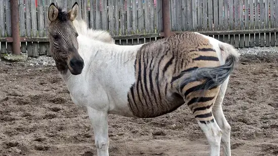 Zorse é um cavalo