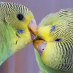 animais de estimação