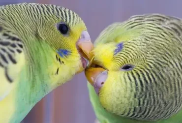 Periquitos são super sociais e são ótimos animais de estimação 10 animais de estimação