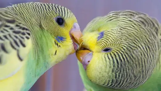 animais de estimação