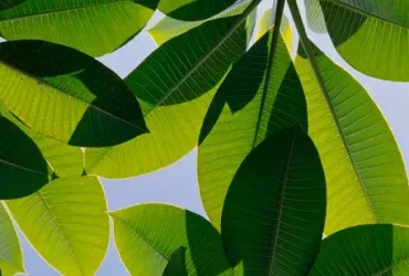 Como funciona a fotossíntese? 4 fotossíntese
