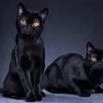 gato preto