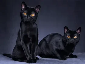 A história sombria da superstição do gato preto 9 gato preto