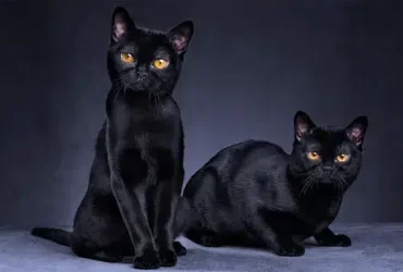 gato preto