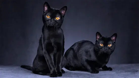 gato preto