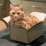 gatos sentados em praças