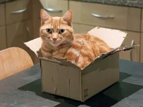 'If I Fits I Sits': a ciência por trás dos gatos sentados em praças 2 gatos sentados em praças
