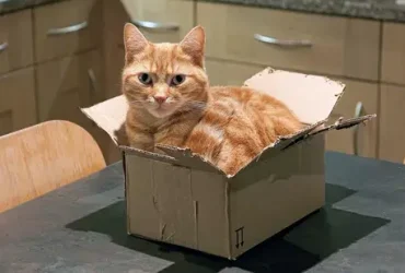 'If I Fits I Sits': a ciência por trás dos gatos sentados em praças 2 gatos sentados em praças