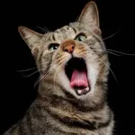 gatos velhos uivam tanto