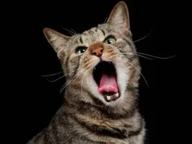 gatos velhos uivam tanto