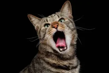 Por que os gatos velhos uivam tanto? 5 gatos velhos uivam tanto