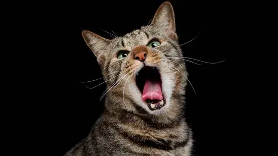 gatos velhos uivam tanto