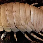 isópode gigante