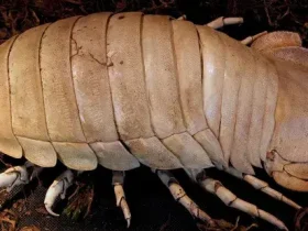 O isópode gigante do oceano profundo parece um enorme inseto rechonchudo 1 isópode gigante