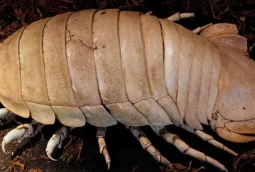O isópode gigante do oceano profundo parece um enorme inseto rechonchudo 6 isópode gigante