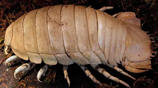 isópode gigante