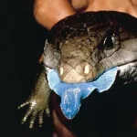 lagarto de língua azul