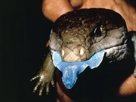 O lagarto de língua azul tem um coração de ouro 10 lagarto de língua azul