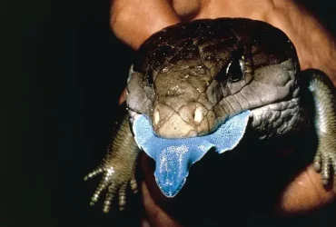 lagarto de língua azul