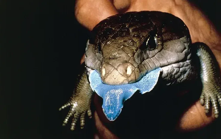lagarto de língua azul