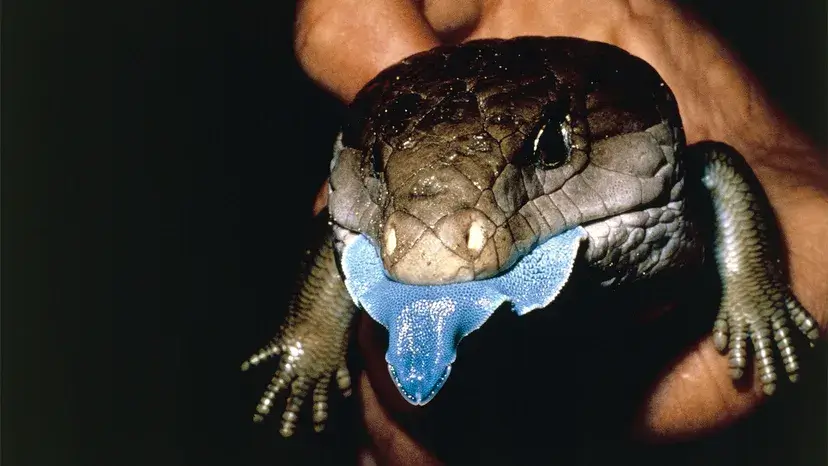 lagarto de língua azul