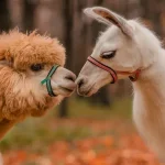 lhama e uma alpaca