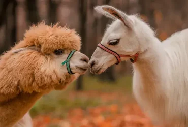 Qual é a diferença entre uma lhama e uma alpaca? 10 lhama e uma alpaca