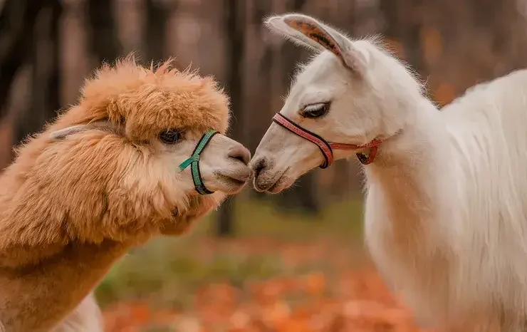lhama e uma alpaca
