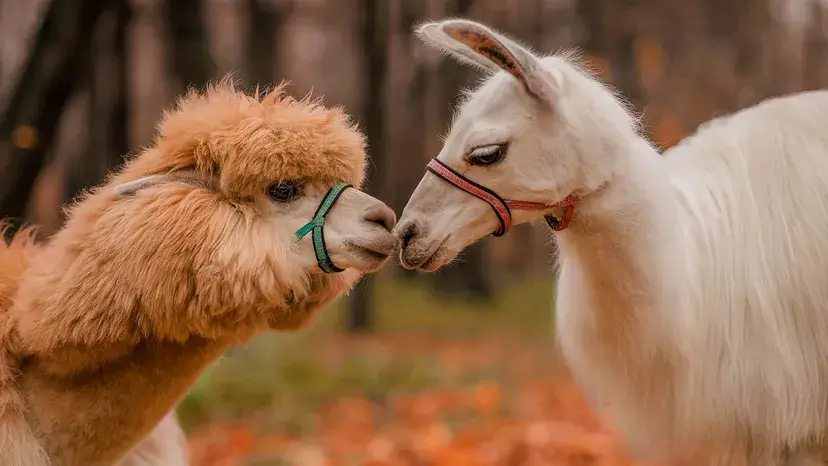 lhama e uma alpaca