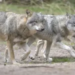 mentalidade Wolfpack