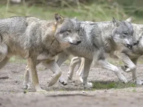 O que é uma mentalidade Wolfpack? 1 mentalidade Wolfpack