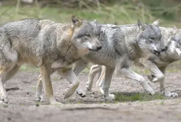 O que é uma mentalidade Wolfpack? 7 mentalidade Wolfpack