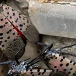 mosca-lanterna