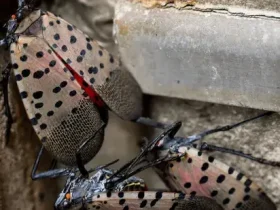 A voraz mosca-lanterna manchada está invadindo o leste dos EUA 10 mosca-lanterna