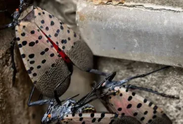mosca-lanterna