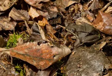 Maneiras estranhas de répteis e anfíbios sobreviverem ao inverno 2 répteis e anfíbios