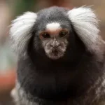 saguis são macacos