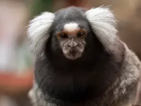saguis são macacos