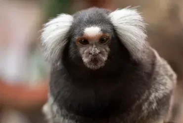 saguis são macacos