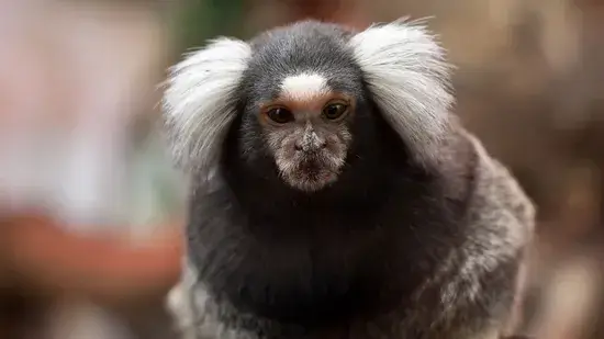 saguis são macacos