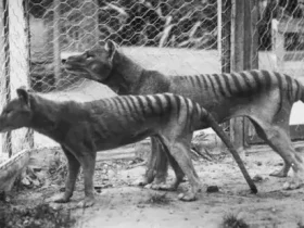 Uma vez considerado extinto, o tigre da Tasmânia ainda pode estar rondando o planeta 8 tigre da Tasmânia