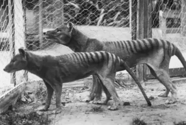 tigre da Tasmânia