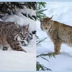um lince e um lince