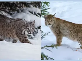 Qual é a diferença entre um lince e um lince? 10 um lince e um lince