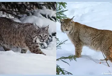 Qual é a diferença entre um lince e um lince? 6 um lince e um lince
