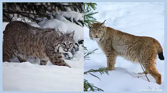 um lince e um lince
