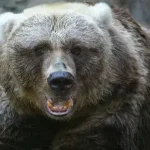 urso Kodiak do Alasca