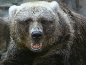 O urso Kodiak do Alasca é um dos maiores do planeta 6 urso Kodiak do Alasca