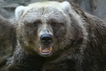 O urso Kodiak do Alasca é um dos maiores do planeta 2 urso Kodiak do Alasca